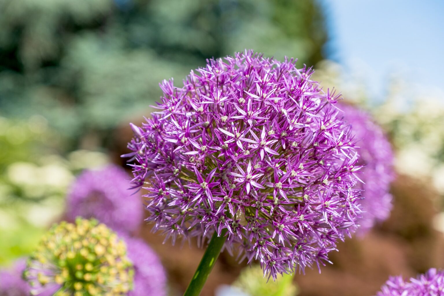 Poireau perpétuel Allium ampeloprasum Indartia Pépinière