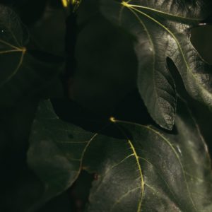 Figuier – Ficus carica