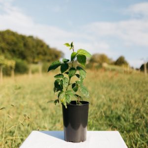 Framboisier – Rubus idaeus – ‘Malling Promise’