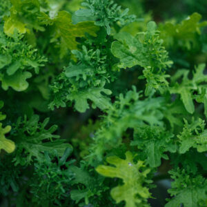 Moutarde Japonaise Frizzy joe – Brassica rapa var nipposinica