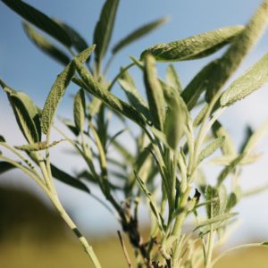 Sauge officinale – Salvia officinalis