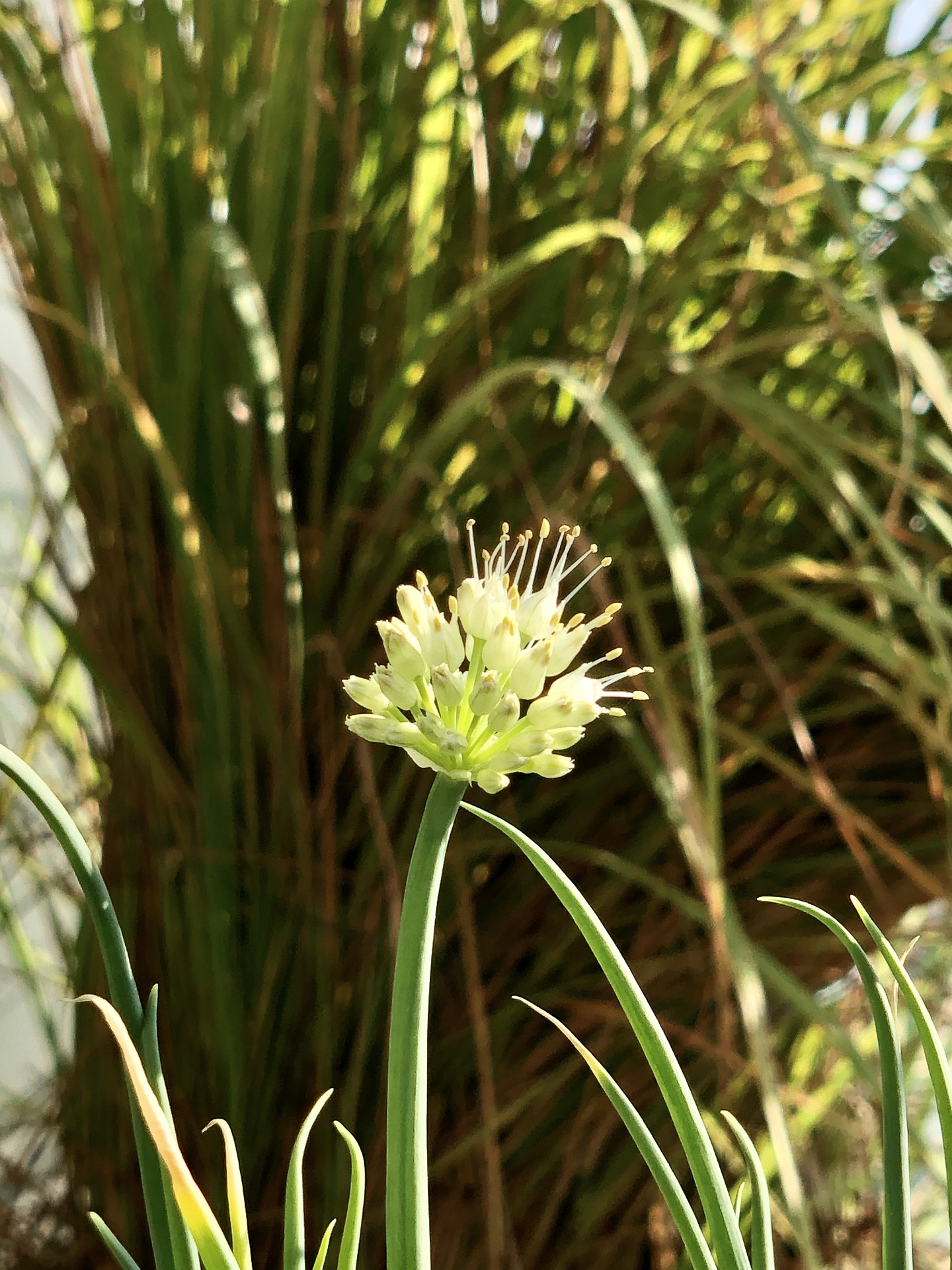 100 Graines De Ciboule Blanche (Cive) - Aromate Vivace Facile à Cultiver - Allium Fistulosum