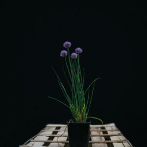 Ciboulette – Allium Schoenoprasum