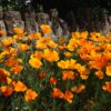 Pavot de californie -indartia