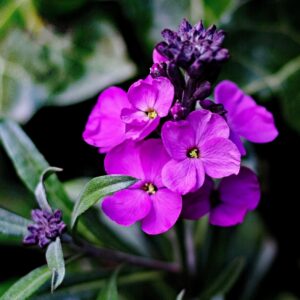 Giroflée mauve – Erysimum bowles