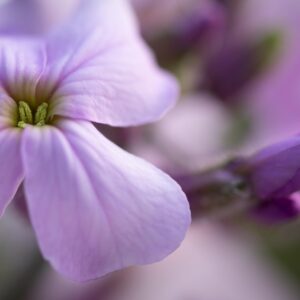Giroflée mauve – Erysimum bowles