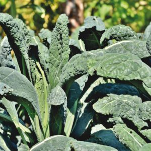 Chou Daubenton- Brassica oleracea ‘Spring greens’
