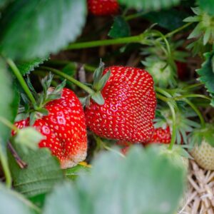 Fraisier INDARTIA – Fragaria vesca