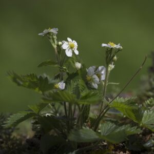Fraisier INDARTIA – Fragaria vesca