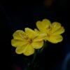 onagre-indartia