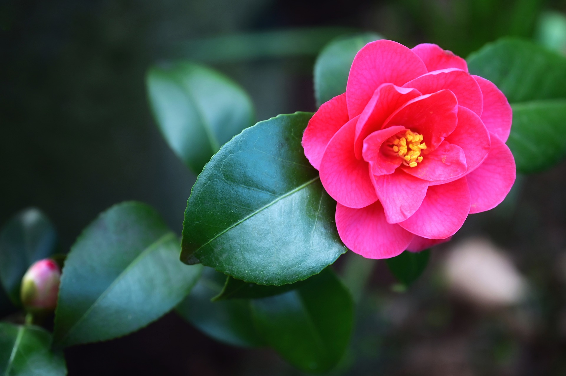 Camelia du japon à fleurs simples d'Ascain – Camellia japonica – Indartia –  Pépinière Nourricière au Pays Basque