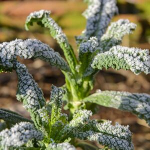 Chou kale Vert – Brassica oleacera var.acephala