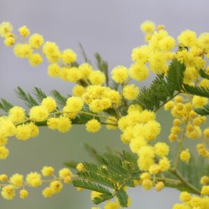 Mimosa des 4 saisons – Acacia Retinoïdes