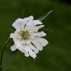 Scabieuse blanche – Cephalaria leucantha