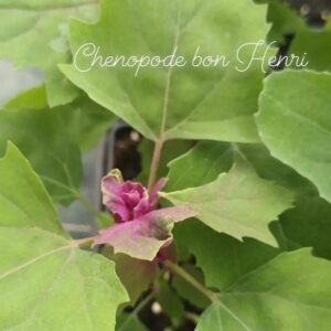 Chénopode Bon Henri – Chenopodus bonus henricus