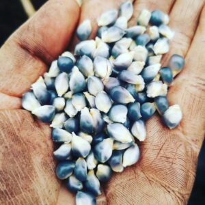 Maïs du Mexique bleu – Zea maïs
