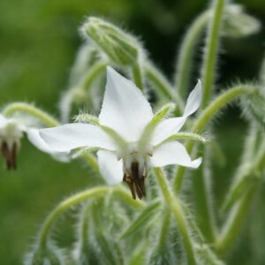 Bourrache à fleurs blanches – Borago officinalis