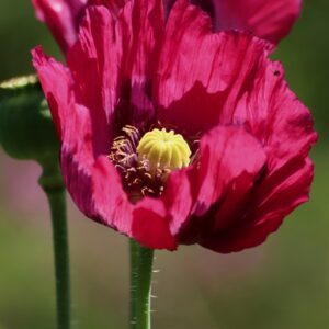 Pavot à fleurs rouges – Papaver somniferum