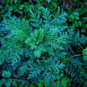 Absinthe – Artemisia absinthium