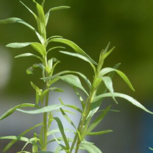 Estragon de Russie – Artemisia dracunculoide