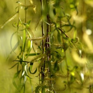 Saule pleureur – Salix Babylonica