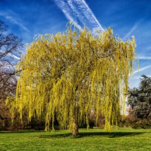 Saule pleureur – Salix Babylonica
