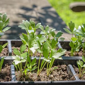 Livèche – Ache des montagnes – Lesvisticum officinale