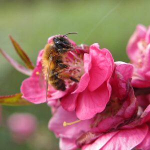 Pêcher de Vigne d&rsquo;Ascain-Prunus persica