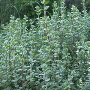 Marjolaine – Origanum majorana