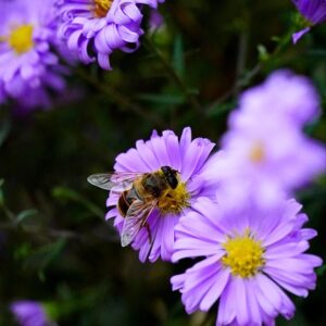 Aster d’Automne – Symphyotricum novae angliae