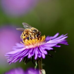 Aster d’Automne – Symphyotricum novae angliae