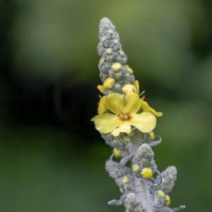 Bouillon blanc – Verbascum thapsus