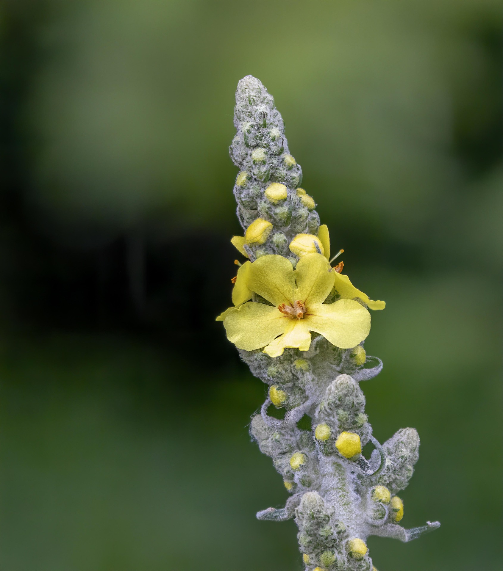 Bouillon blanc - Verbascum thapsus – Image 2