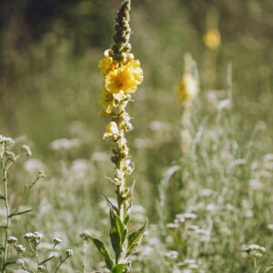 Bouillon blanc – Verbascum thapsus