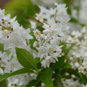 Deutzia nain- Deutzia Crenata &lsquo;Nikko&rsquo;