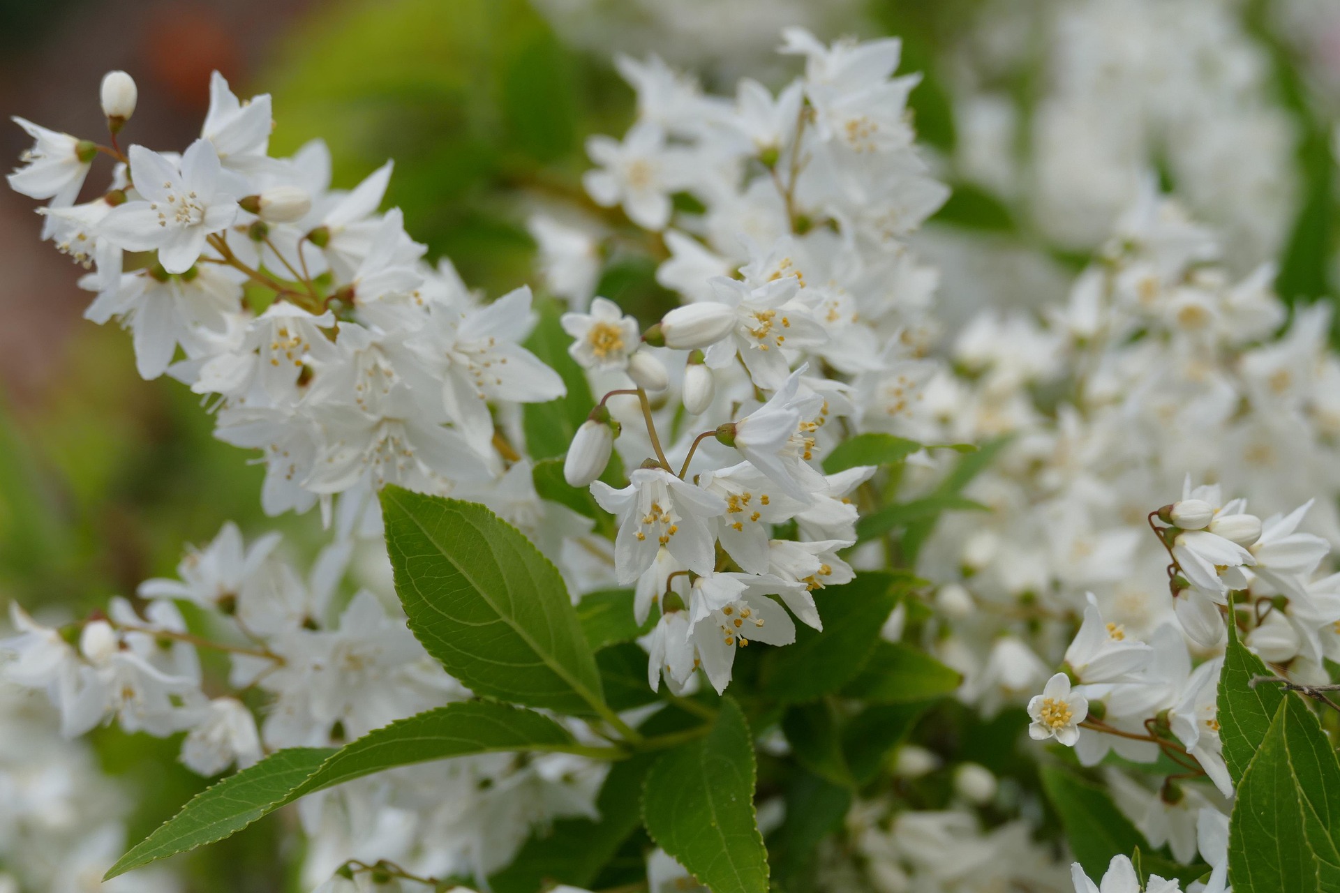 deutzia crenata nikko