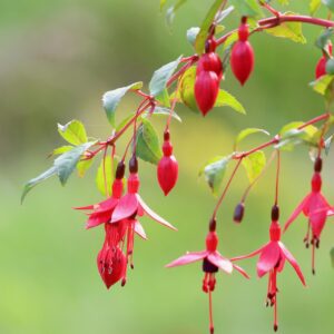Fushia de Magellan – Fushia magellanica riccartonii