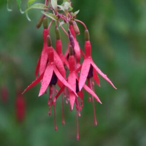 Fushia de Magellan – Fushia magellanica riccartonii