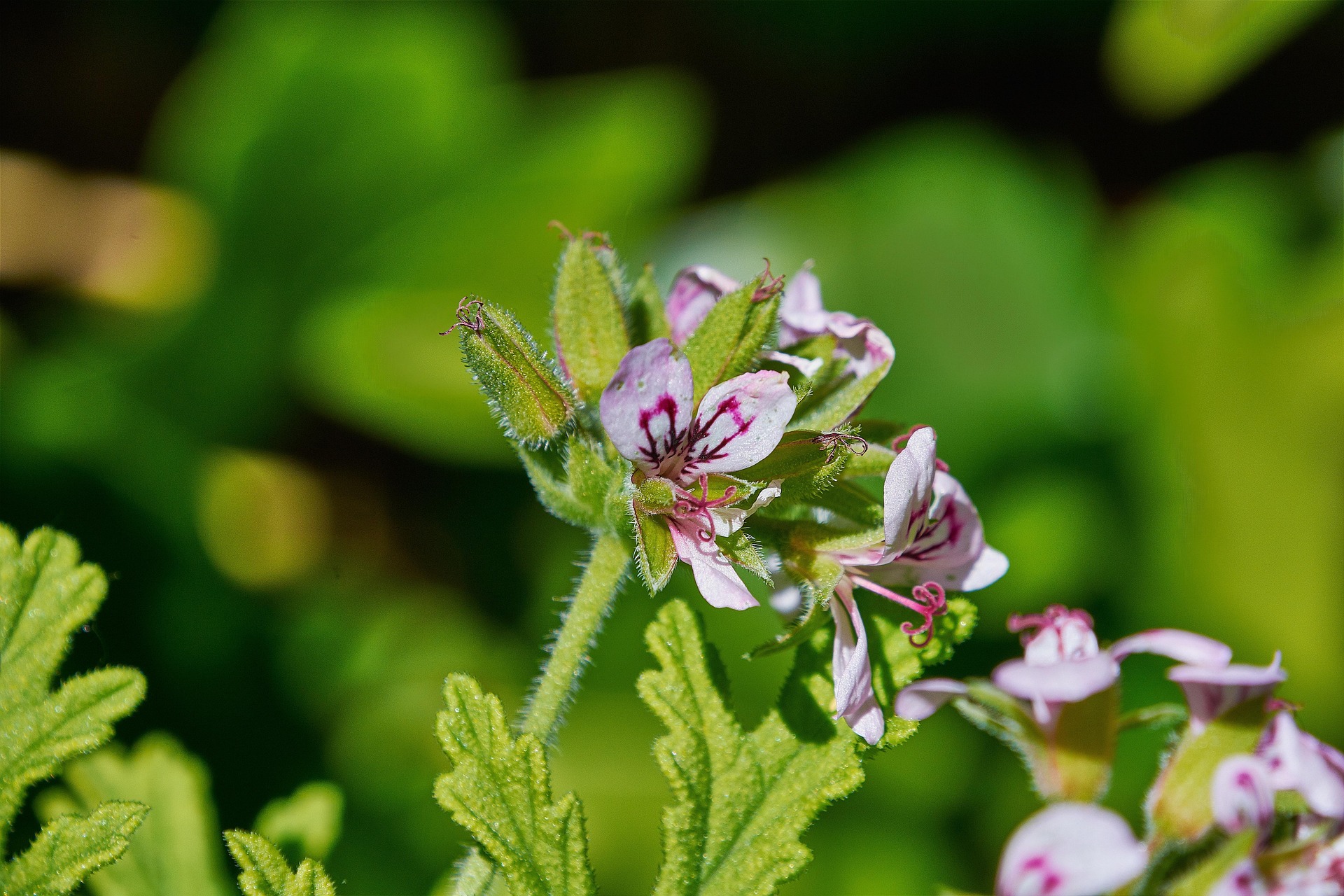 Géranium citronelle - Pelargonium graveolens – Image 2