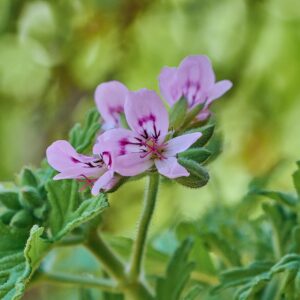 Géranium citronelle – Pelargonium graveolens
