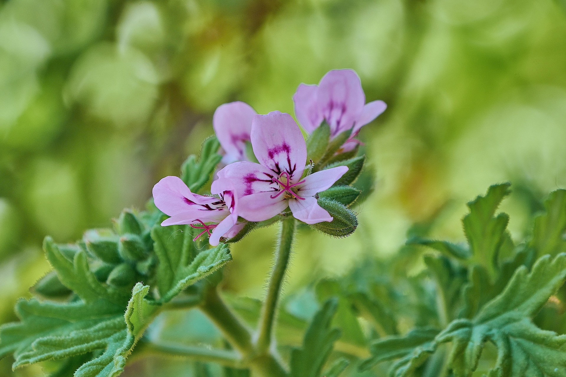 geranium citronelle