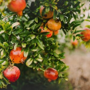 Grenadier- Punica granatum