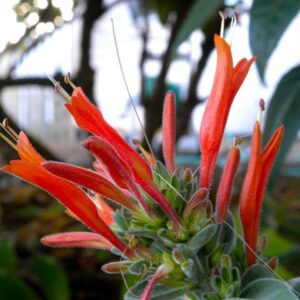 Jacobine d’Uruguay – Dicliptera suberecta