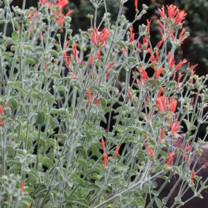 Jacobine d’Uruguay – Dicliptera suberecta