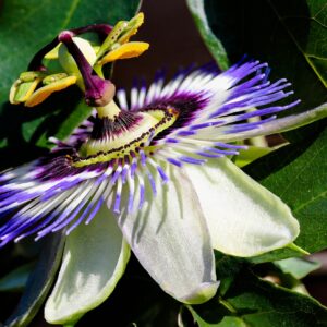 Passiflore bleue – Passiflora caerulea