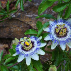 Passiflore bleue – Passiflora caerulea