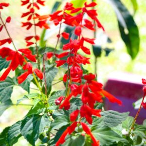 Sauge ananas – Salvia elegans