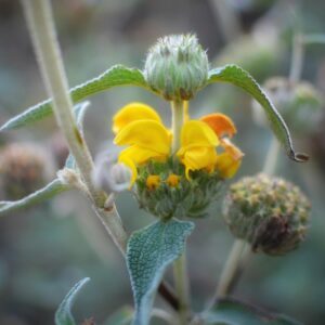 Sauge de Jérusalem – Phlomis fructicosa