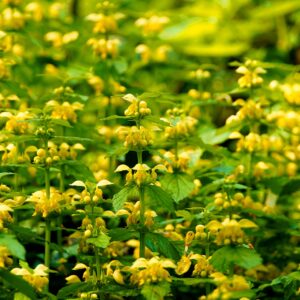 Lamier jaune – Lamium galeobdolon