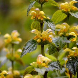 Lamier jaune – Lamium galeobdolon